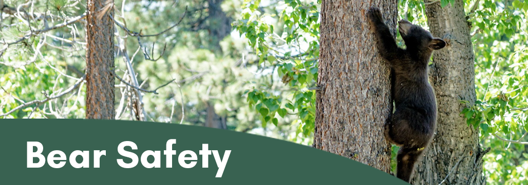 Bear Safety Banner
